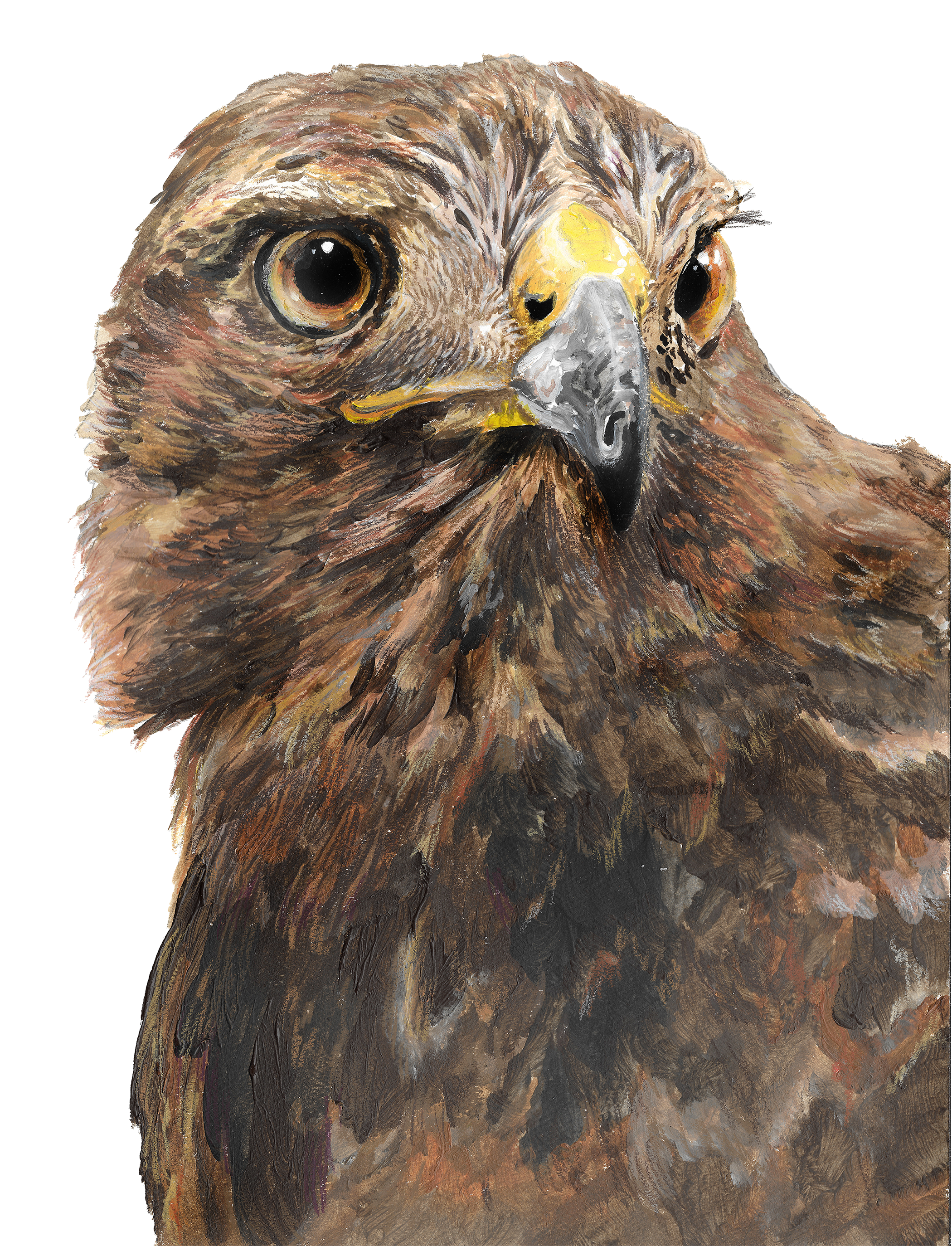 Red-Tailed Hawk Bust