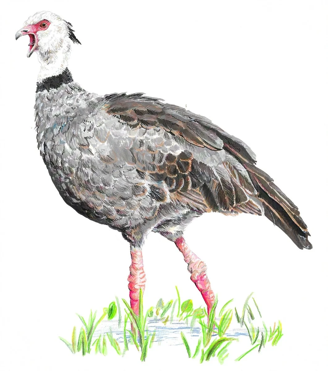 SouthernScreamer-G.jpg