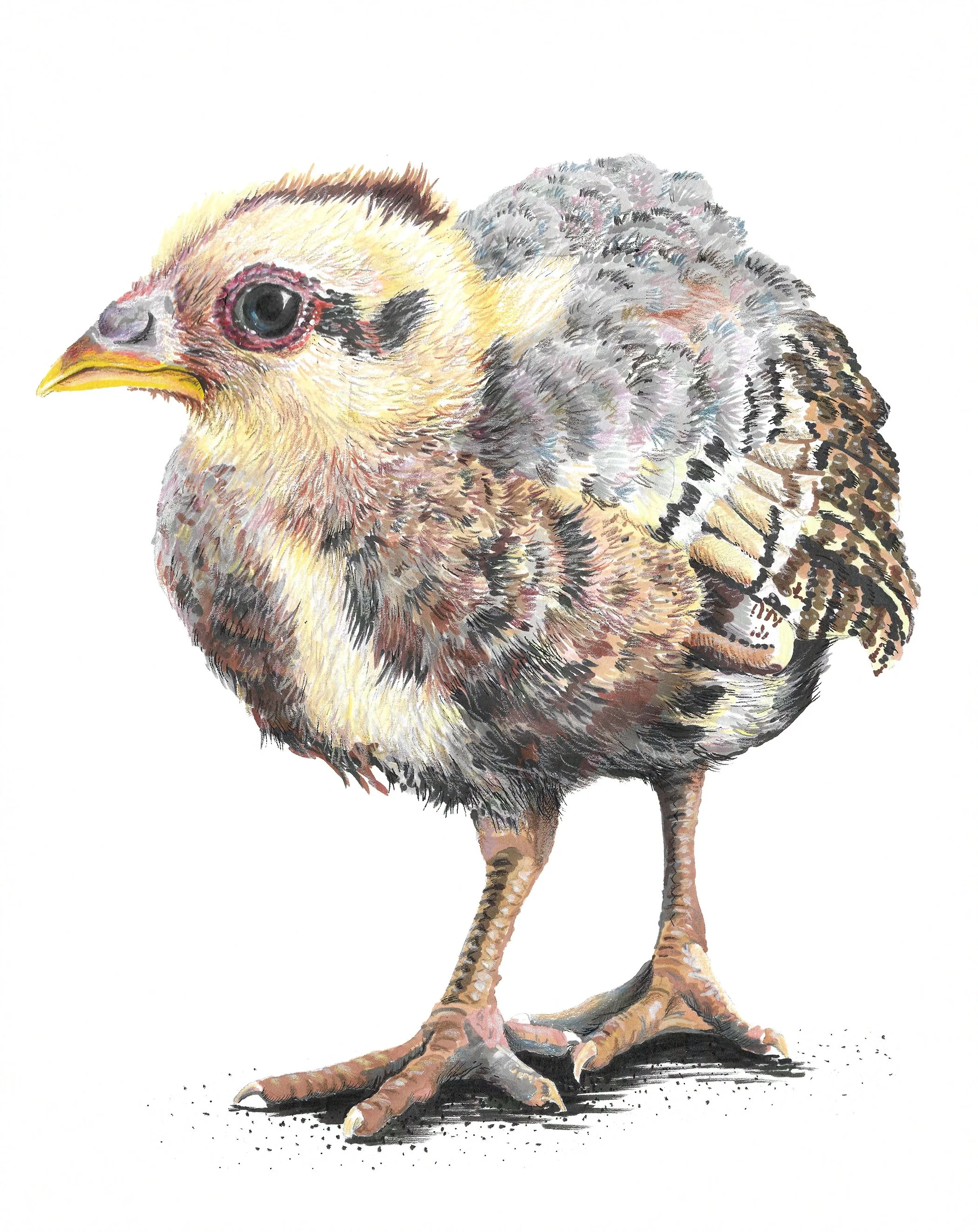 Juvenile Chicken, "tiny dino"