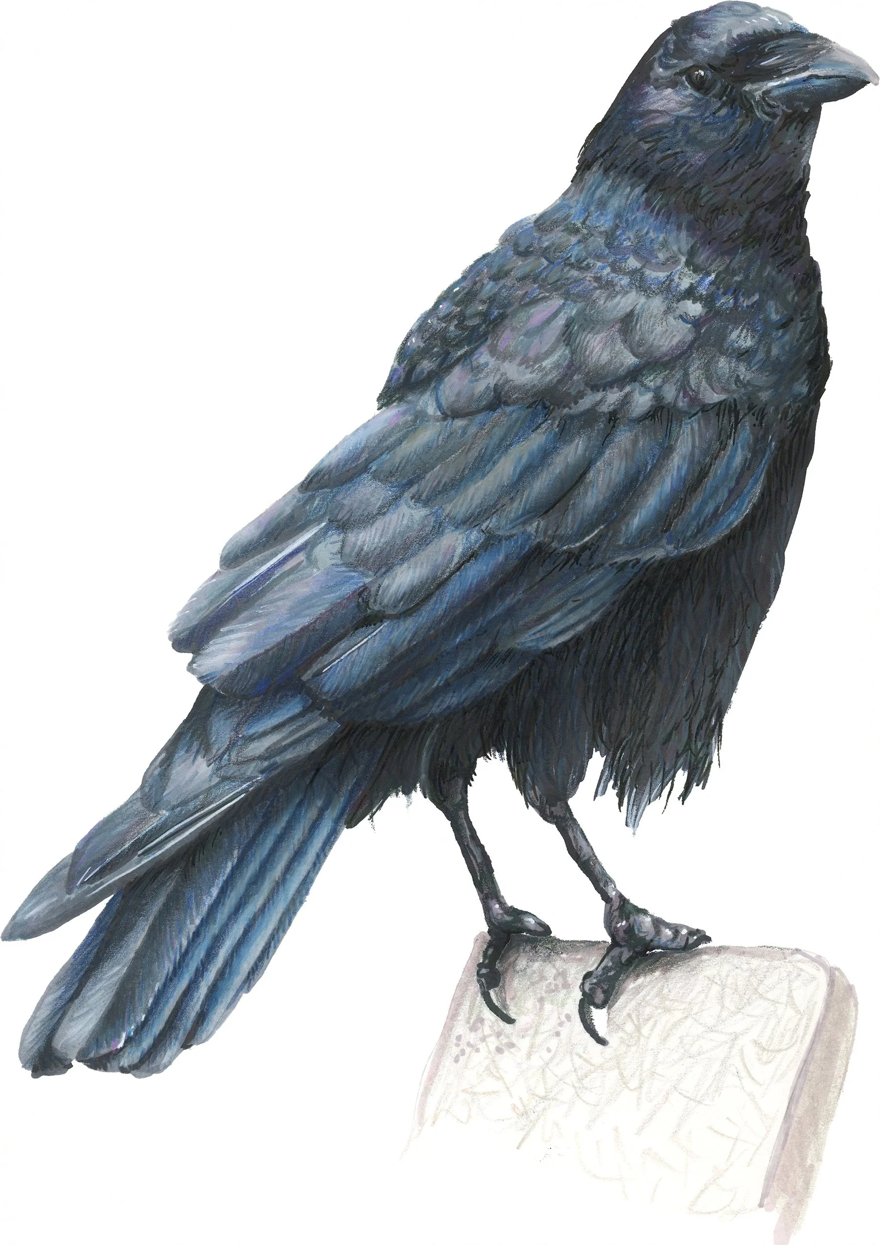 American Crow