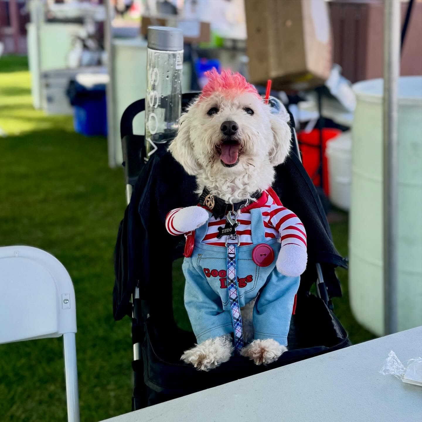This rad dog understood the assignment ⚡️🦴 We&rsquo;re creating a community of awesome dogs and their humans that is lighting the Valley up with fun and good energy. You&rsquo;re invited. 

Hit raddogclub.com to get on the waitlist for when we open!