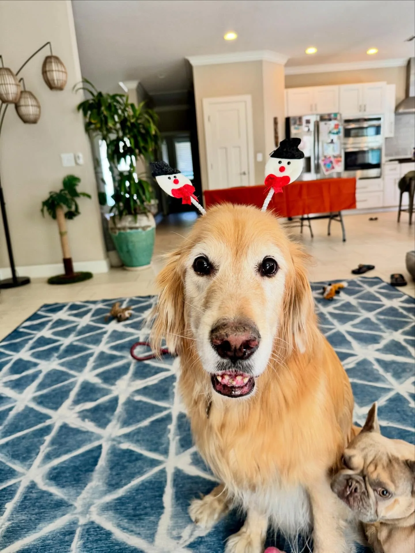 Gearing up for a rad 2026 full of pack play, good vibes, and humans having the best time together. 

The last handful of months raising funds, meeting future rad doggers, growing our waitlist, and scouting the perfect home for us all have been a drea