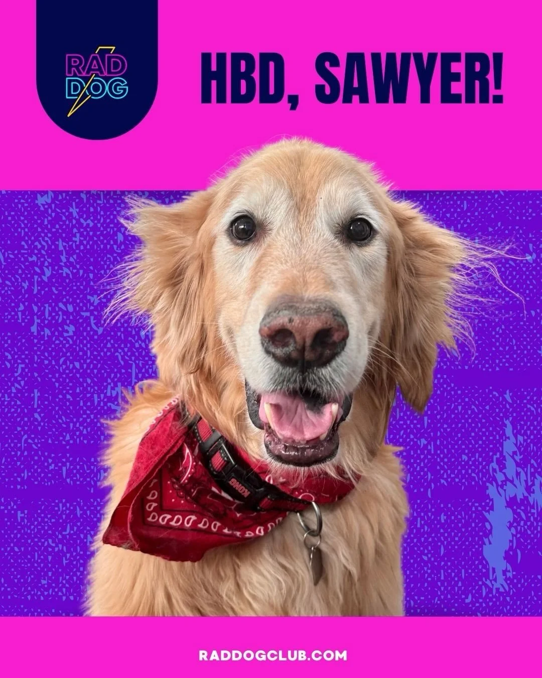 Happy 12th birthday to one of the best dogs to ever exist, Sawyer. Swipe to see him through the years. 

He&rsquo;s the softest earth angel. My best friend. Our family. 

We&rsquo;ve run wild together on camping trips, I&rsquo;ve seen him loyally pro