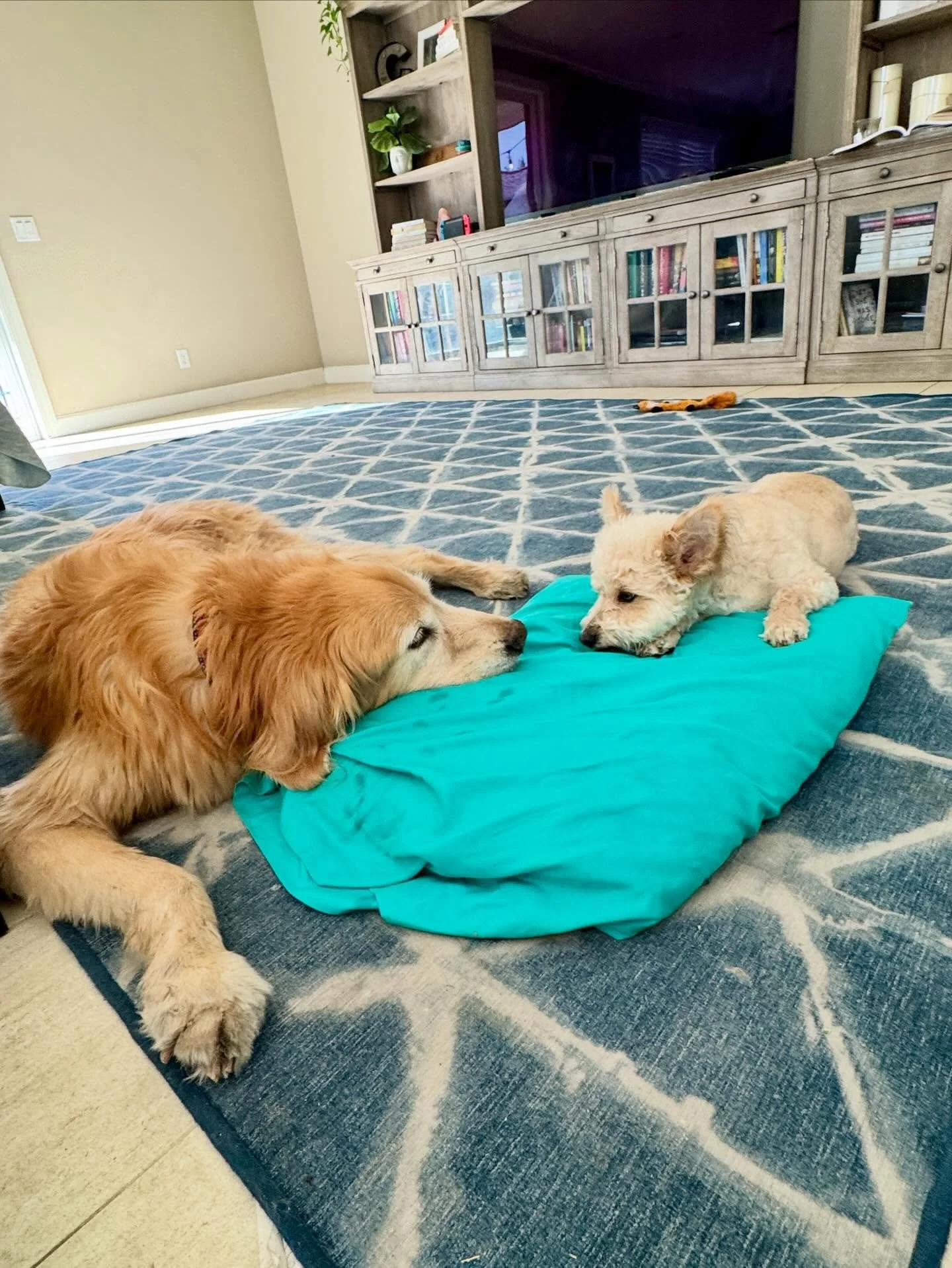 On Valentine&rsquo;s Day, I walked my old guy and best friend, Sawyer, over the Rainbow Bridge. He was (and always will be) what inspired me to start Rad Dog. I just loved experiencing life with him. 

If you knew him, you knew love in the most pure 