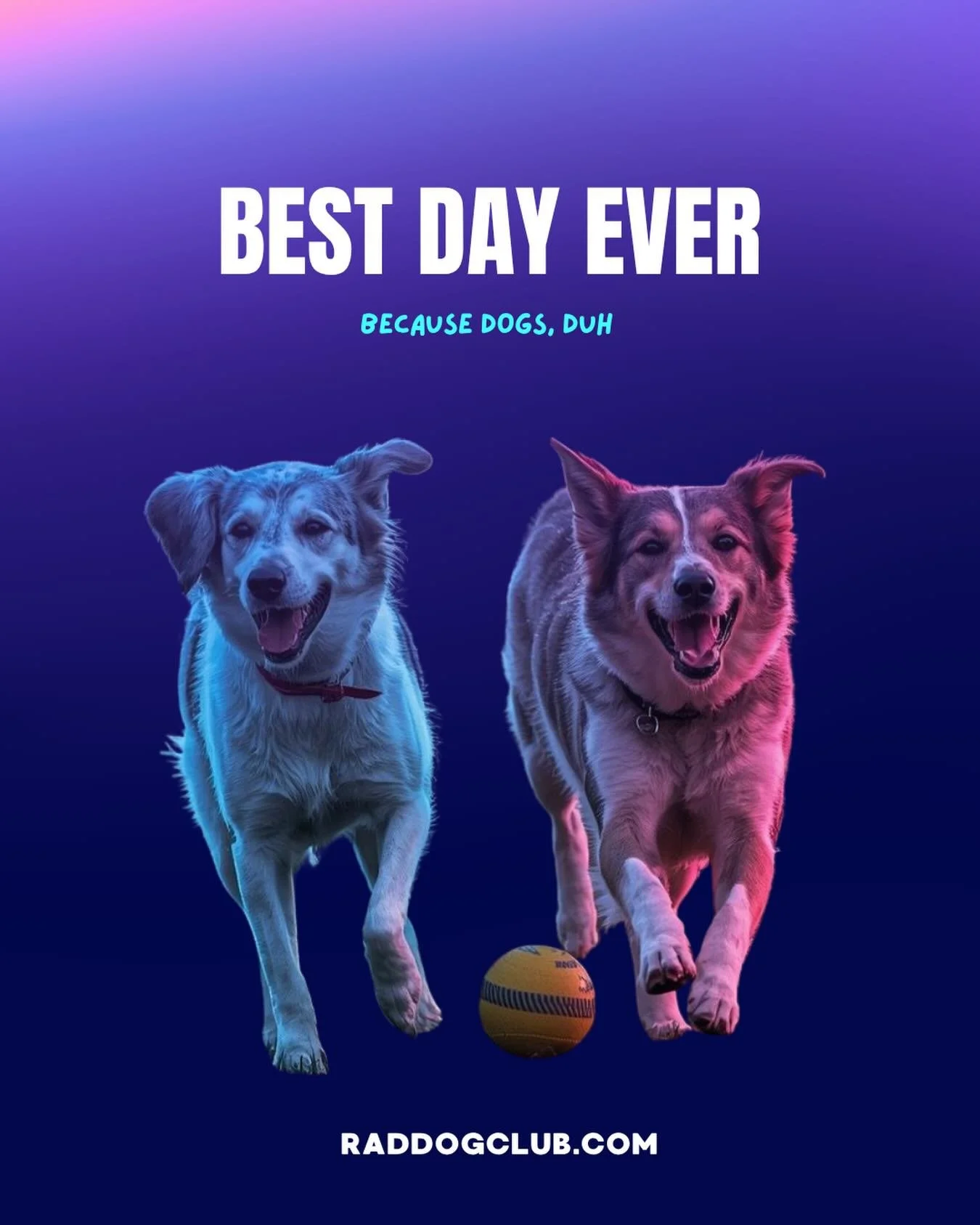 Plot twist: the dogs planned the whole day.

raddogclub.com

Waitlist open now 🦴⚡️

#indoordogpark #dogsarethebest #phoenixdogs #scottsdaledogs #raddog