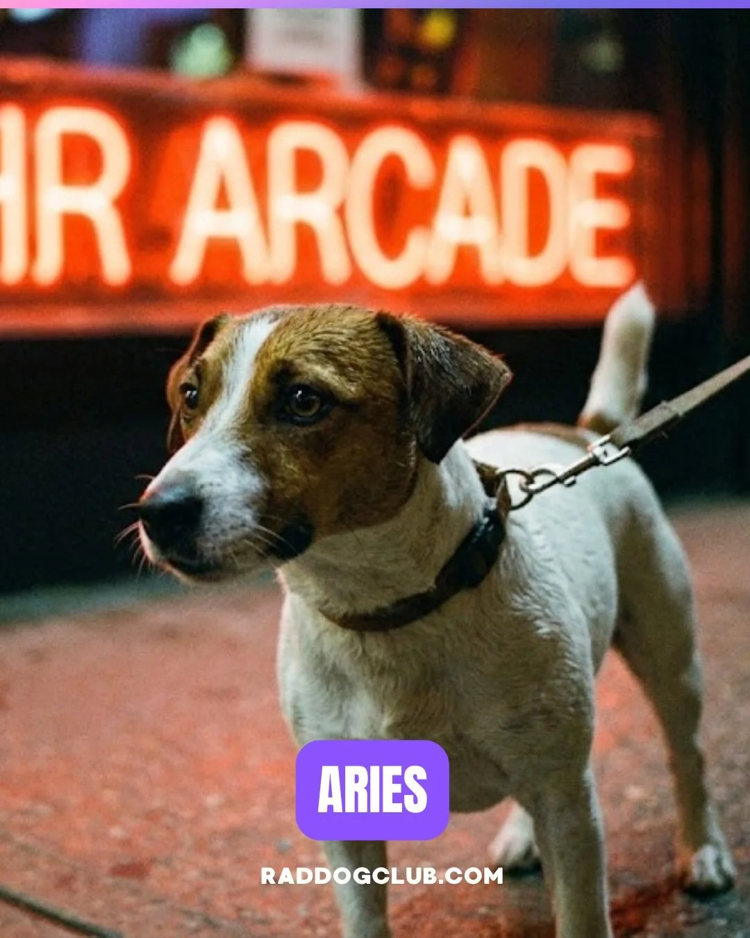 If your zodiac sign were a dog breed, this is what it would be. 🐶✨

Find your sign and tell us if the universe got your dog energy right.

#RadDog #DogHoroscope #DogZodiac #ZodiacSigns #DogAstrology