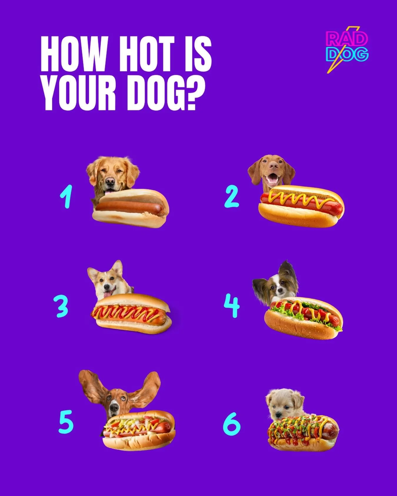 On a scale of 1-6, how hot is your dog? 🔥 

Hot dogs belong at cook outs, not on Phoenix streets! 

Hit our waitlist to follow along as we build out the first indoor dog park and social club in Phoenix. #linkinbio ⚡️🦴