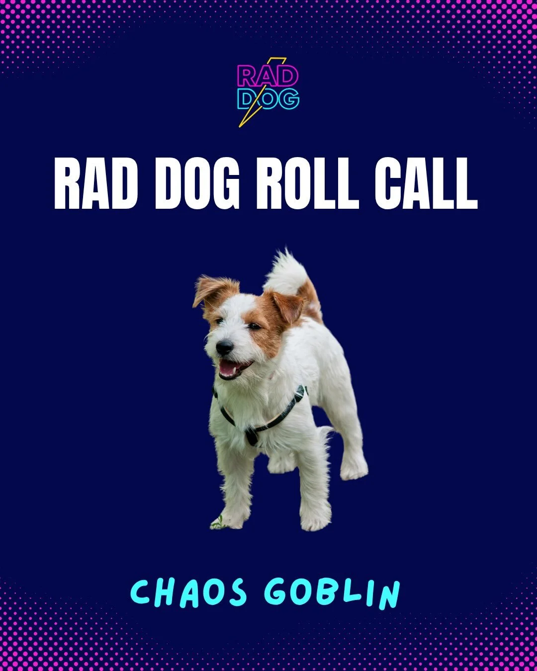 Every dog has a type. And every type thinks today is about them. 🐕 

The Chaos Goblin. The Social Butterfly. The Drama Queen. The Ball Addict. The Couch Potato.

Happy National Dog Day to the wildly different personalities who somehow all answer to 
