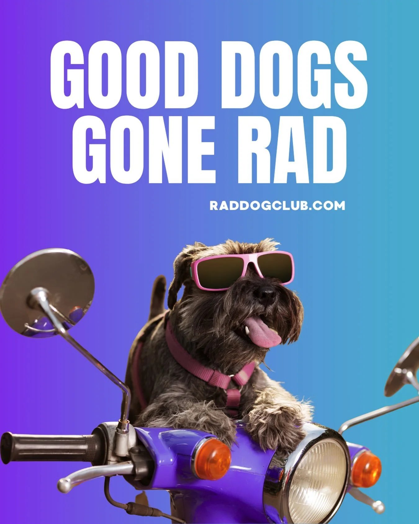 Welcoming all good humans, good vibes, and rad dogs.

Hop on our waitlist! ⚡️🦴

#indoordogpark #phoenixdogs #scottsdaledogs