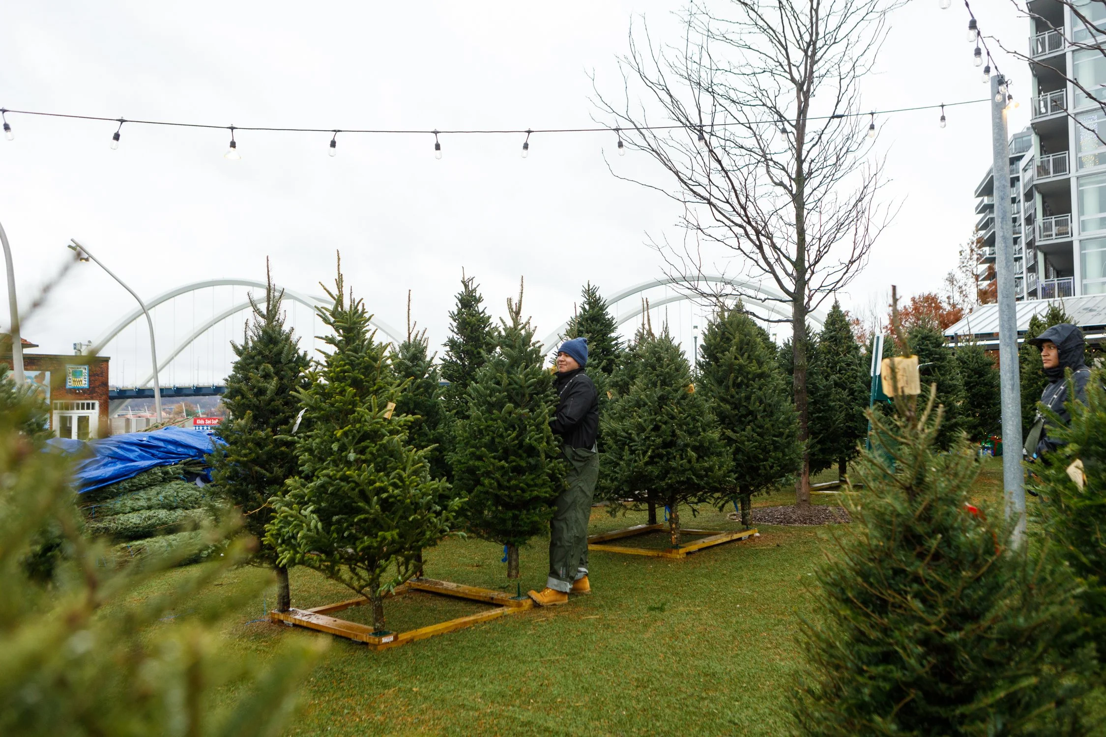 TSL-xmas-tree-lot-221203-15.jpg