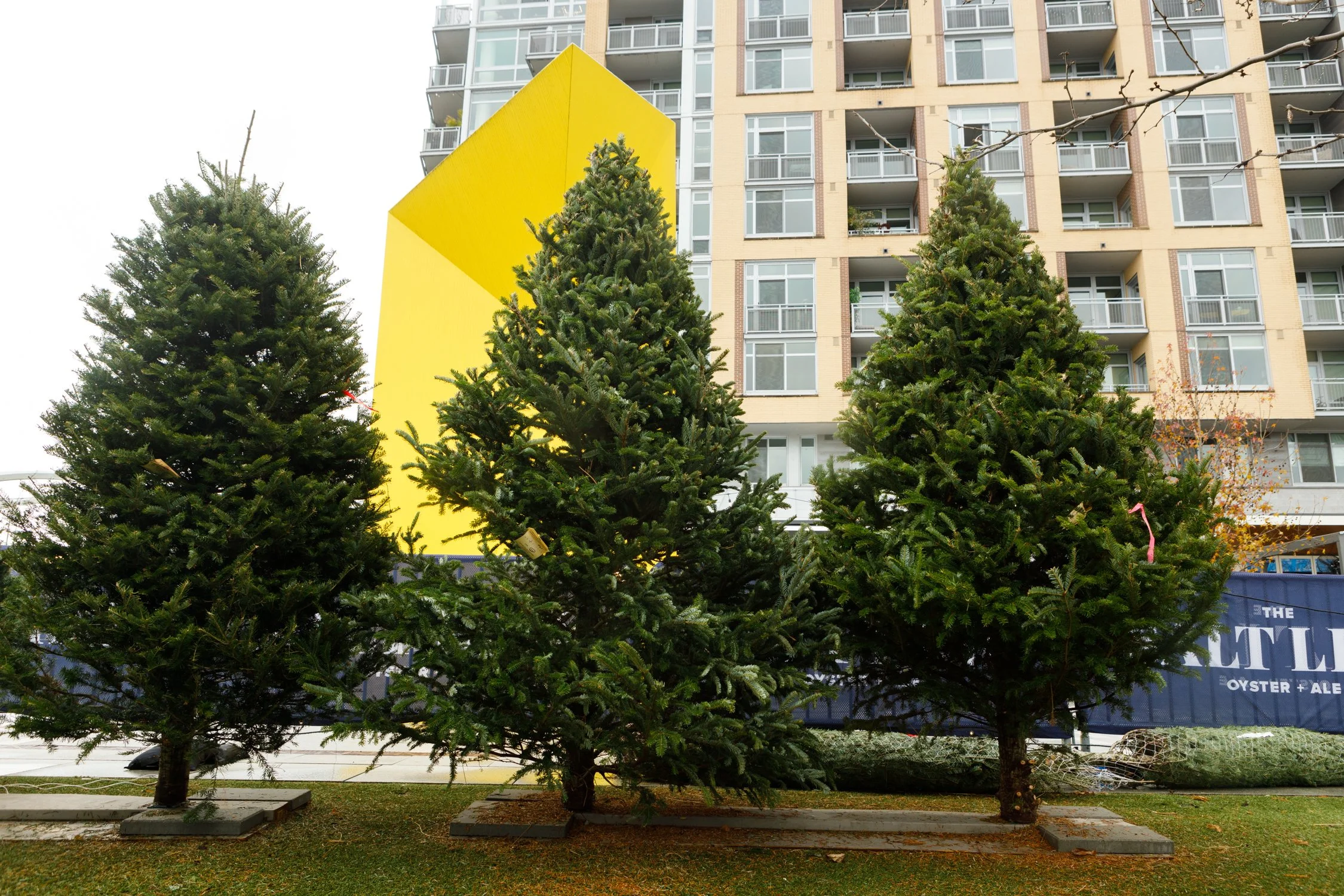 TSL-xmas-tree-lot-221203-27.jpg