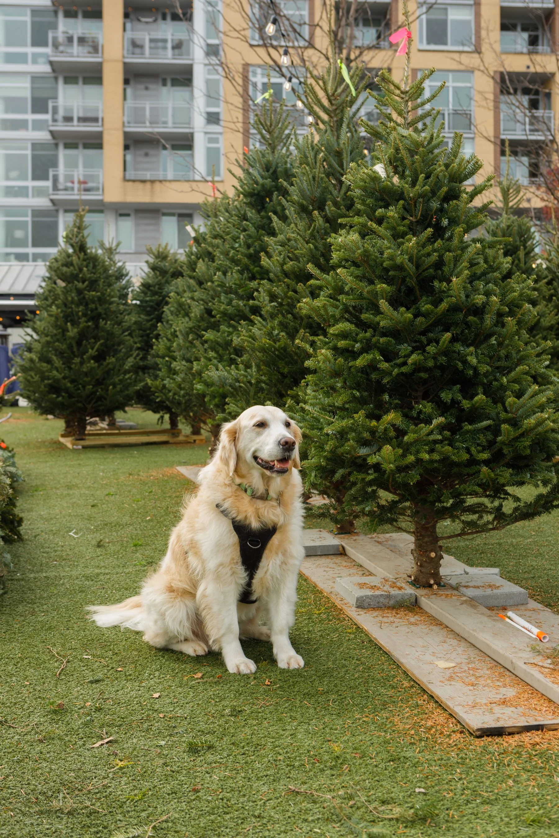 TSL-xmas-tree-lot-231124-2.jpg