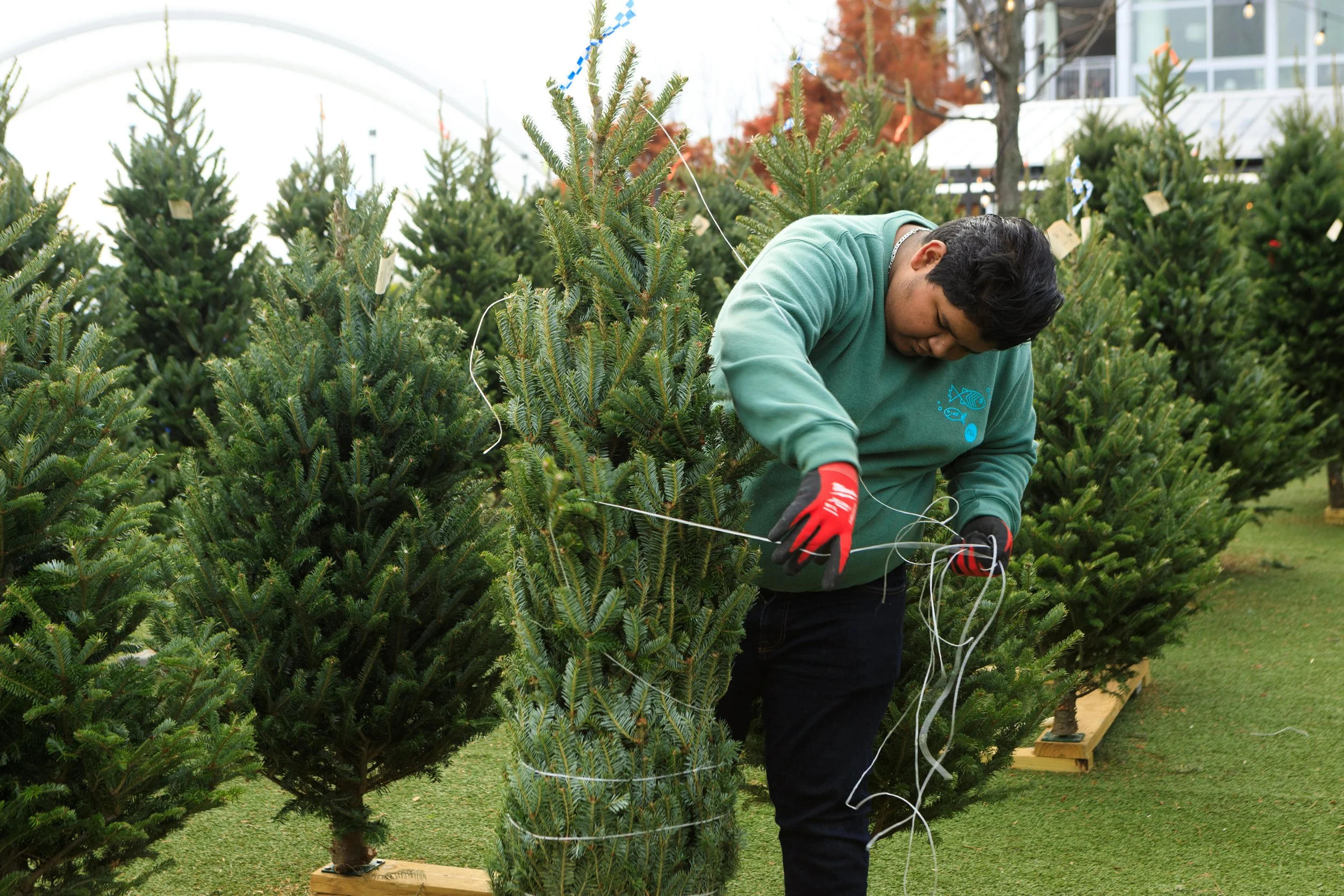 TSL-xmas-tree-lot-231124-4.jpg