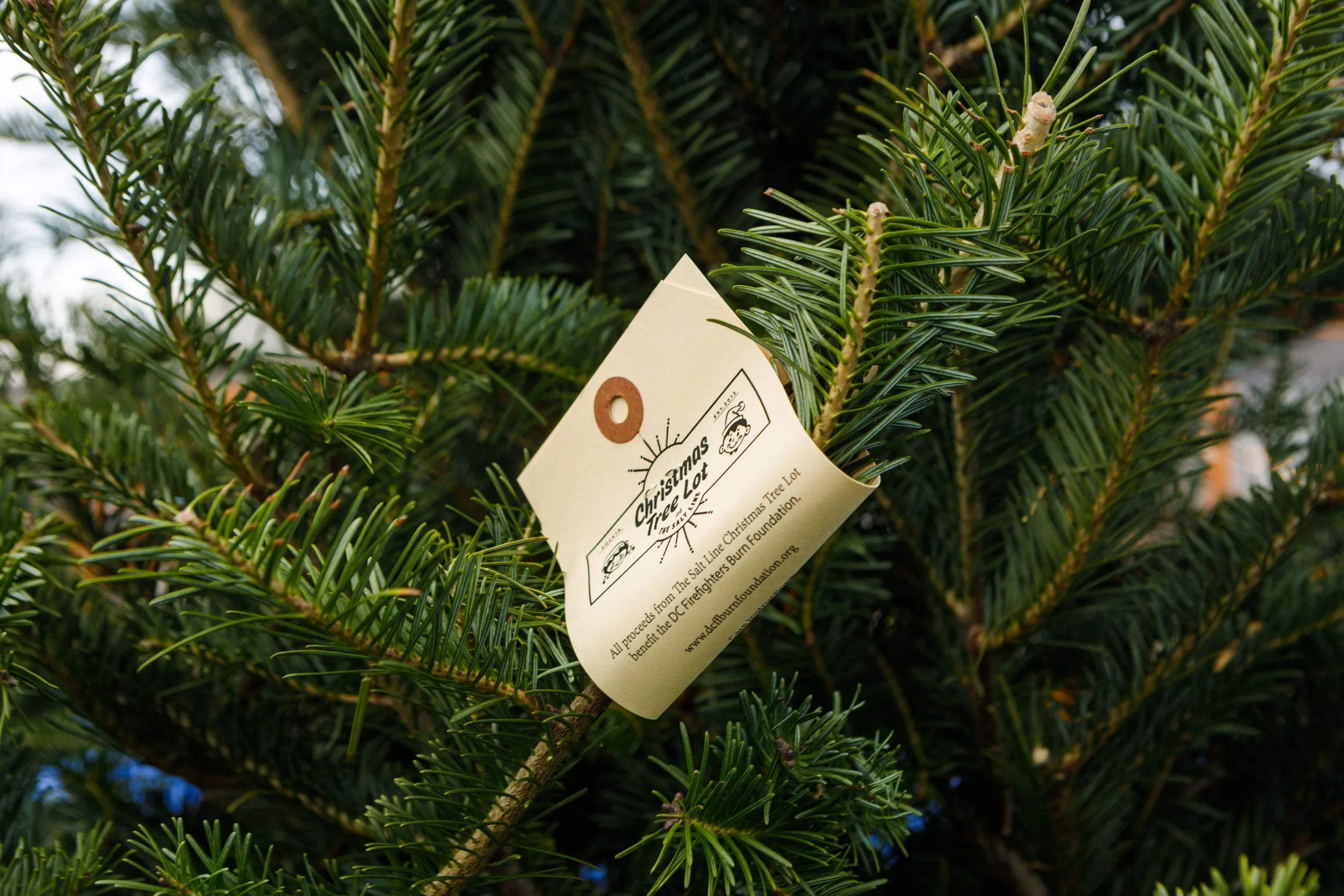 TSL-xmas-tree-lot-231124-6.jpg