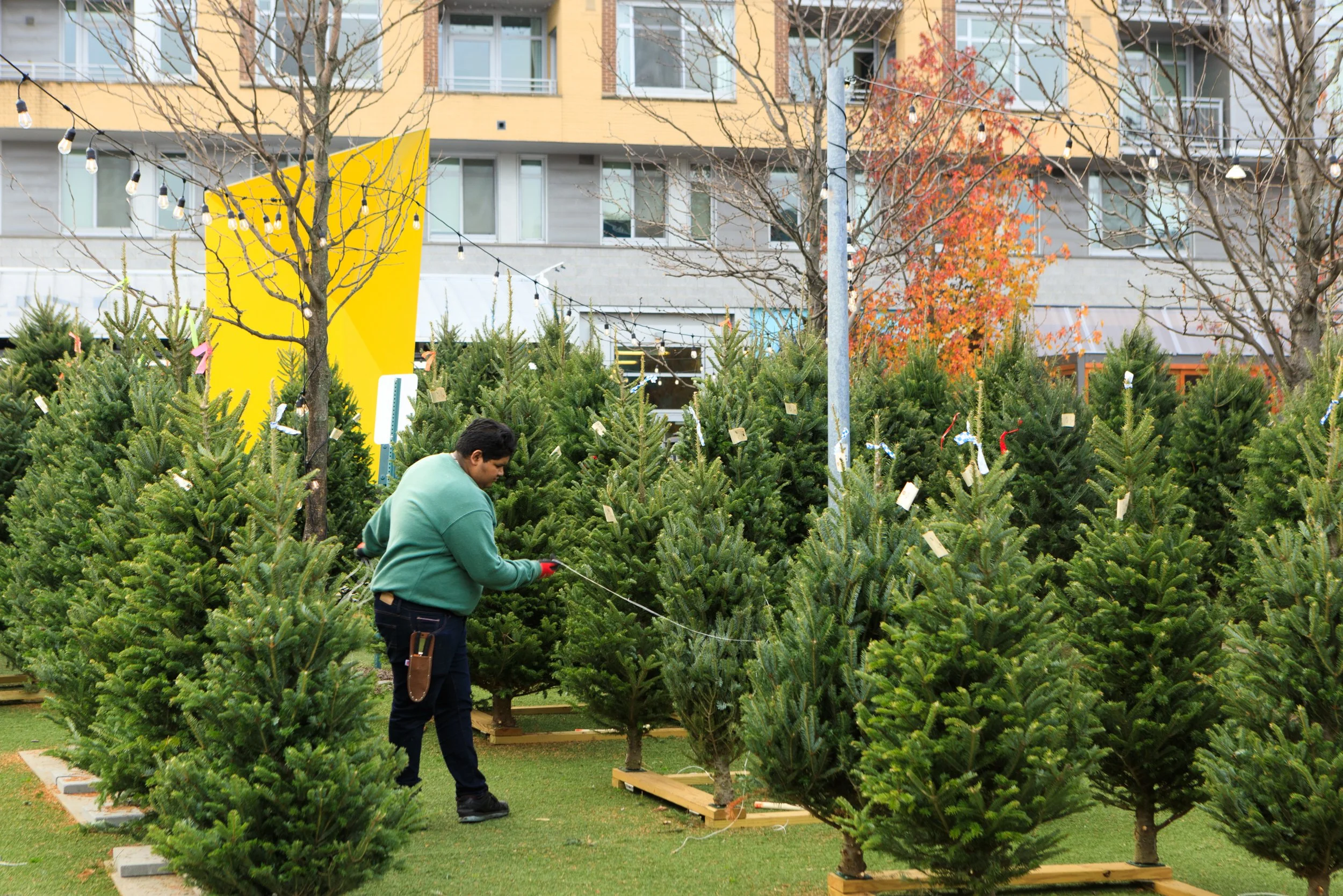 TSL-xmas-tree-lot-231124-7.jpg