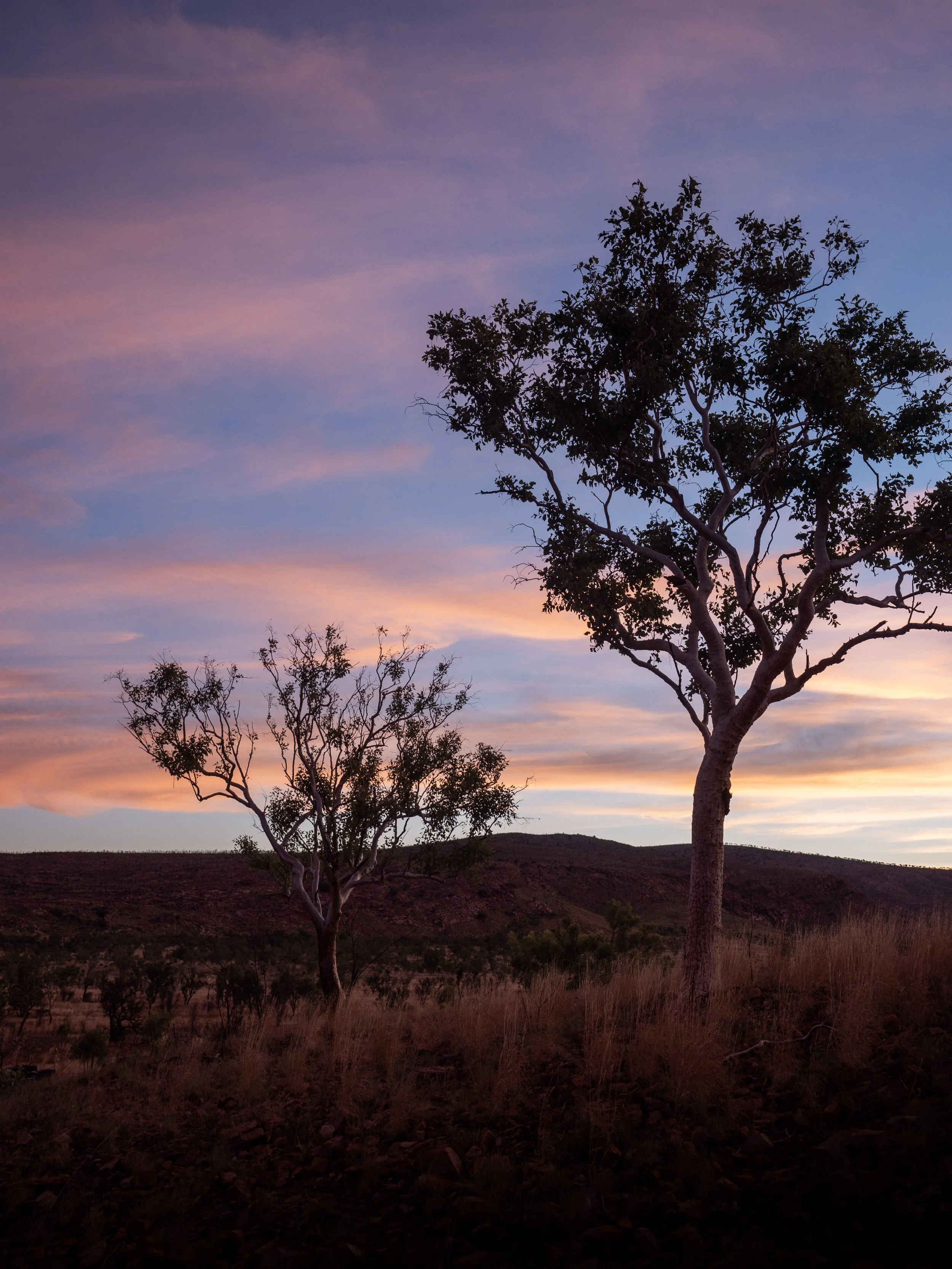 Silhouettes of two trees on a hillside during sunset with colorful pink and blue sky in the background.