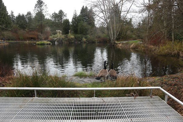 Stainless steel cable railing and custom handrail installed at VanDusen Botanical Garden in Vancouver.