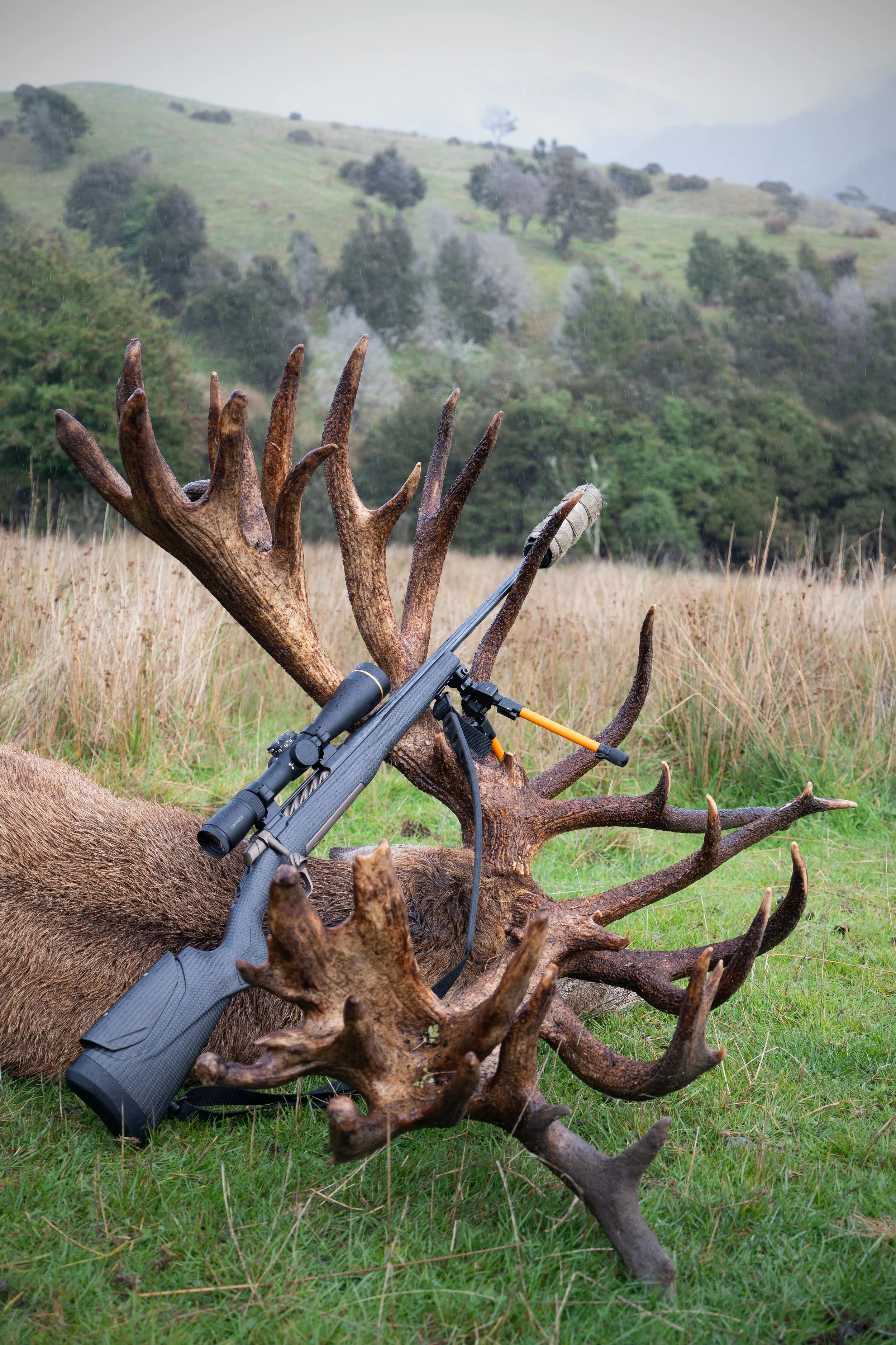 Stag-10.jpg