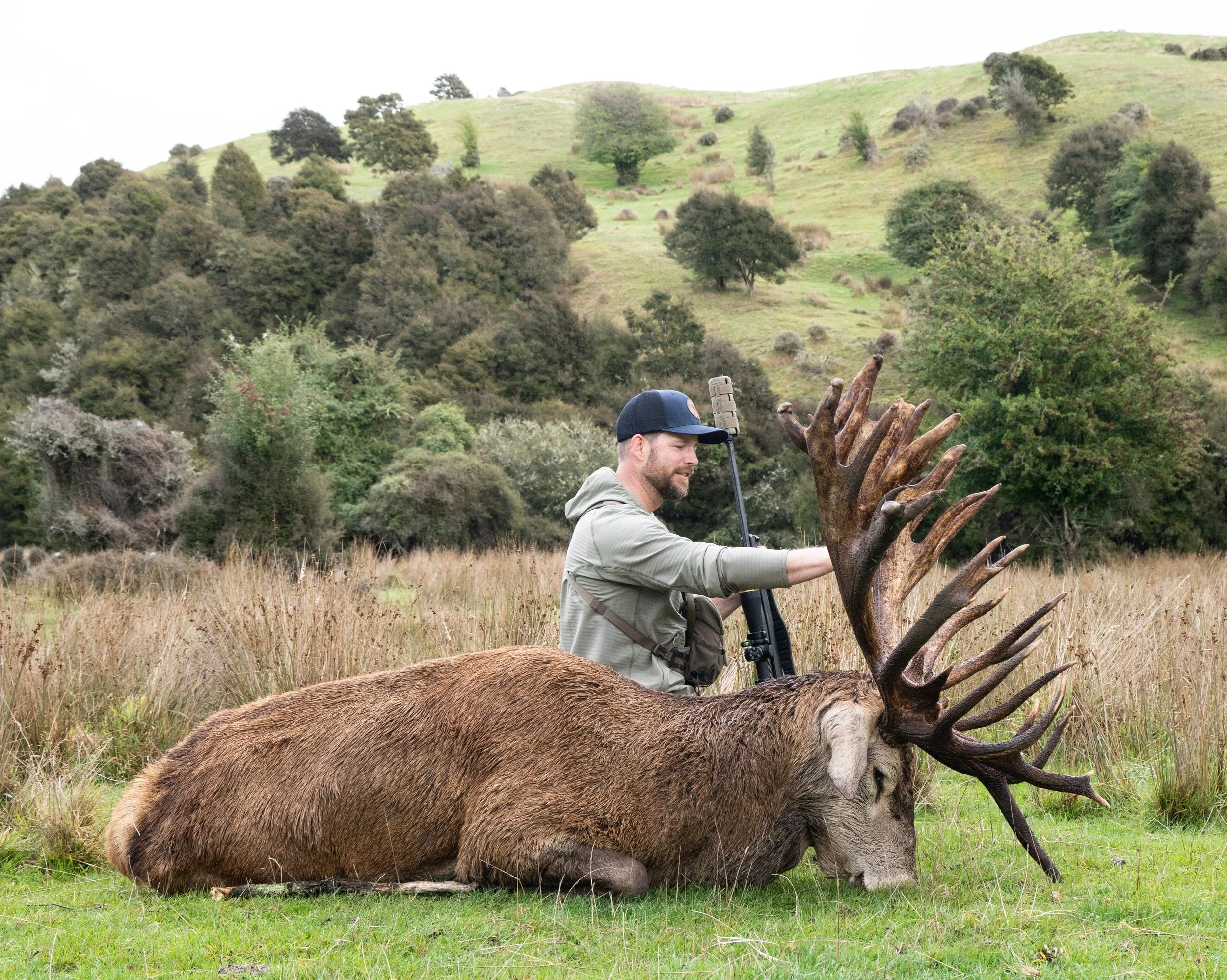 Stag-07.jpg
