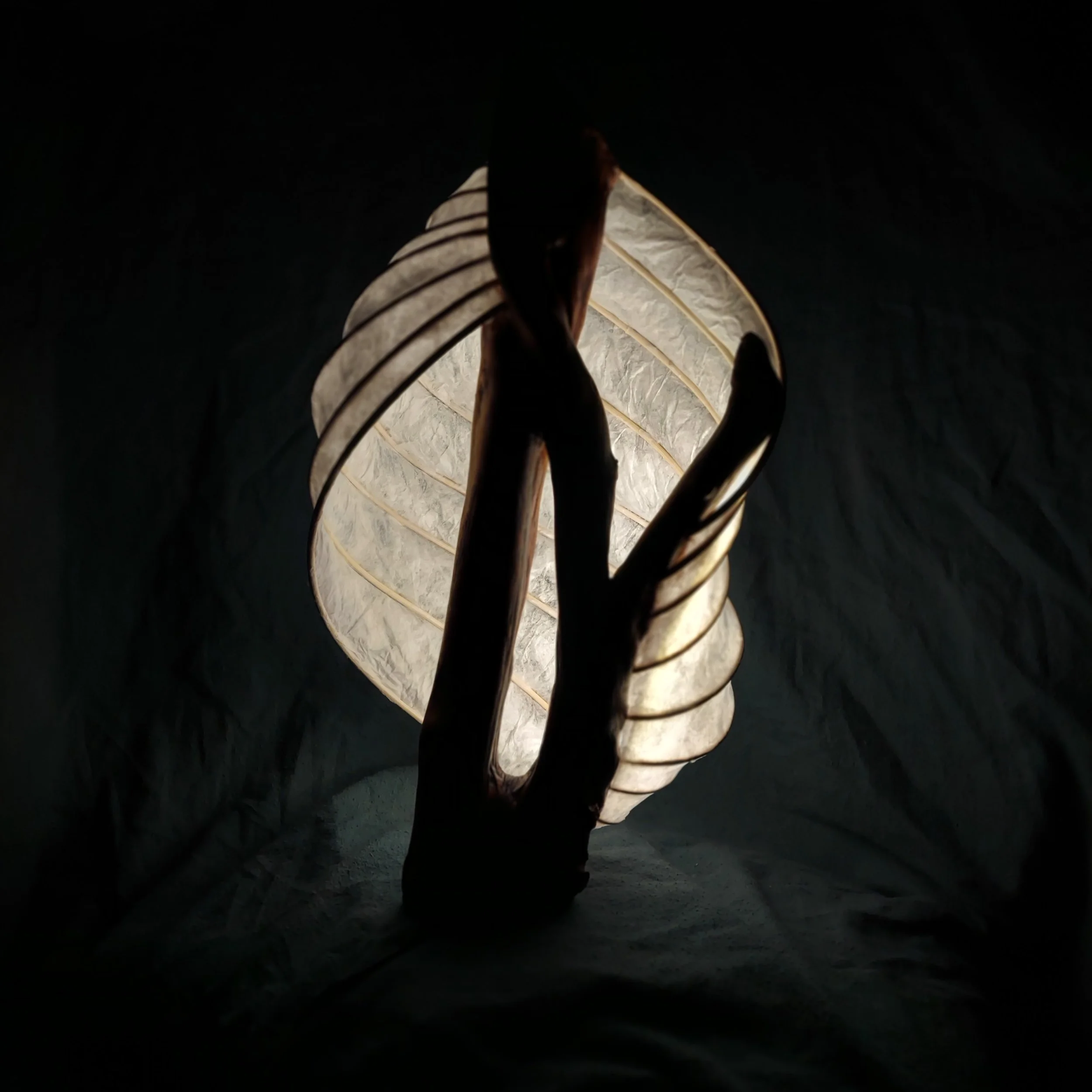 Light sculpture made from paper reed and madrone root wood.  Radiant Light.  Good for interior design and lighting for buisnesses