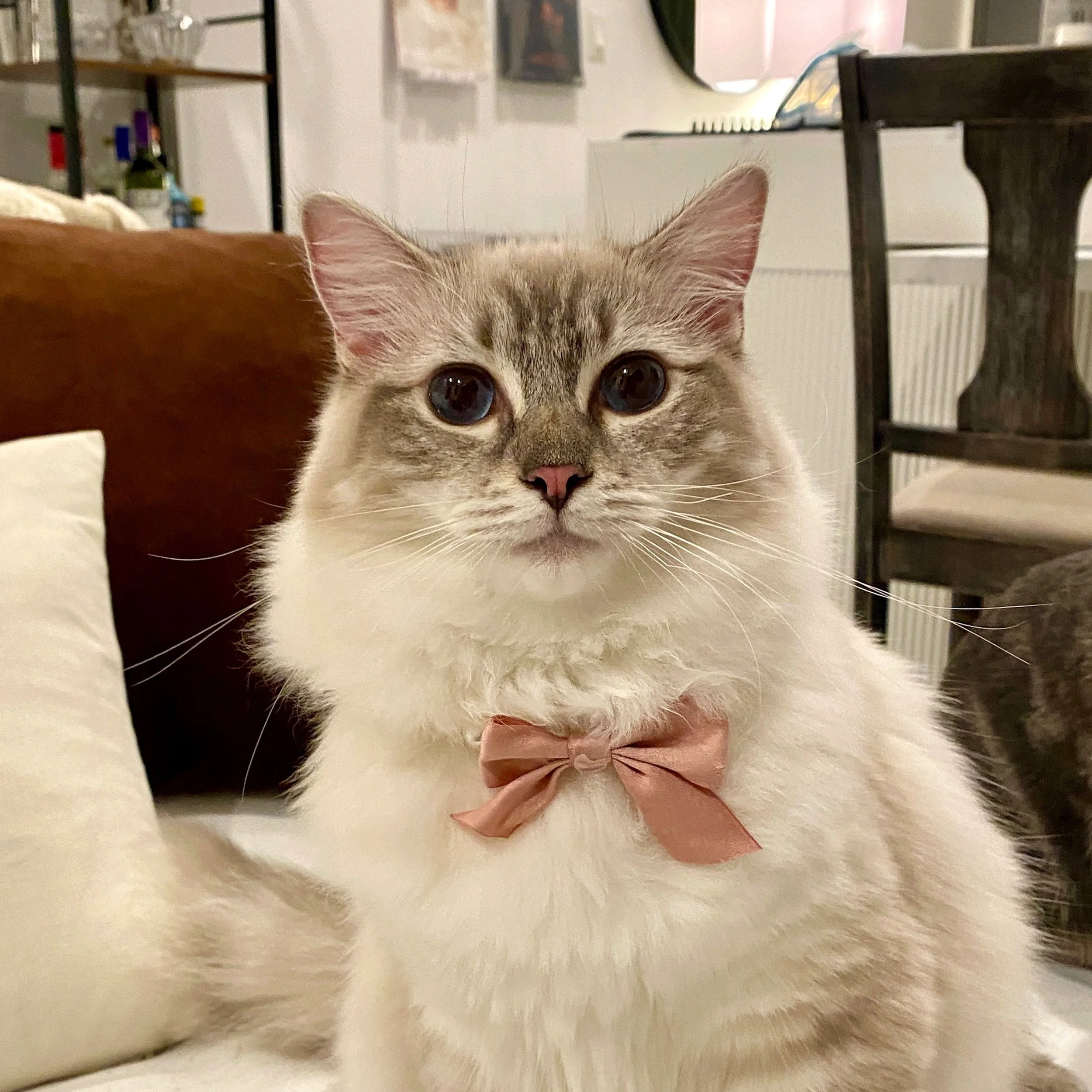 Close-up of a cat with a pink bowtie, beige and white fur, and large dark eyes. The background includes a room with a bookshelf, bottles, artwork, and a dark piece of furniture.