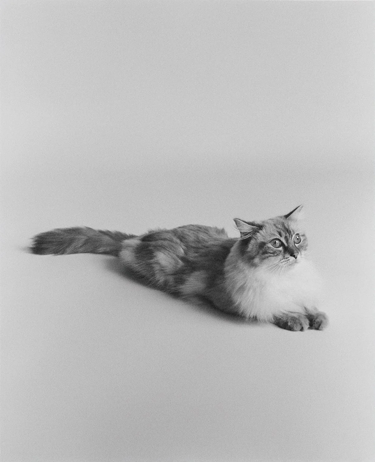 Black and white photo of a long-haired cat lying on the floor, looking to the right with alert eyes.