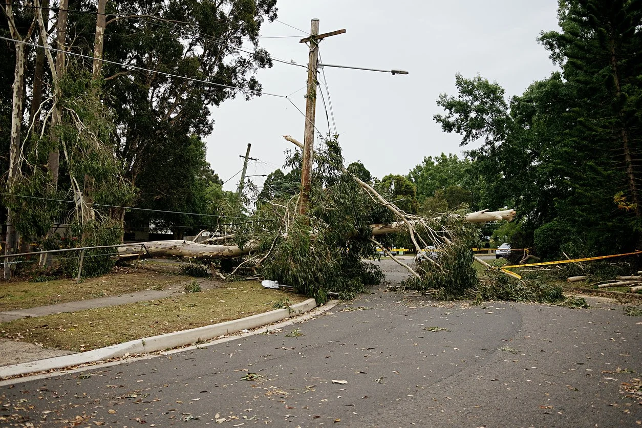 Tree_power line down.jpg