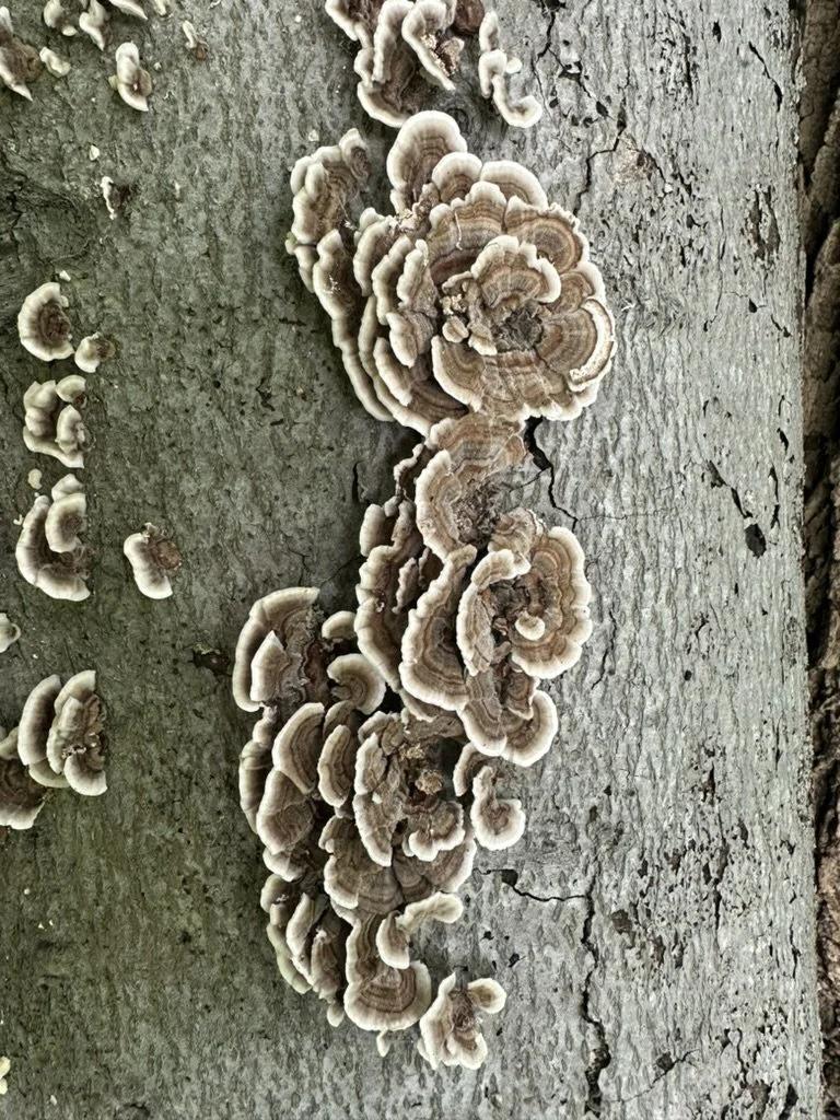C7CE8715-AB1E-4CE2-A6B9-AFD413619E34_1_105_c.jpeg