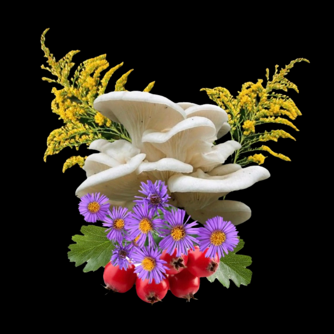 Educational Plant + Fungi Walk