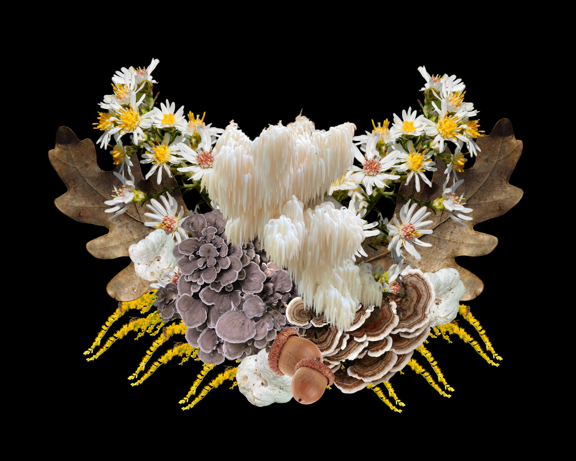 October 5th Educational Plant + Fungi Walk