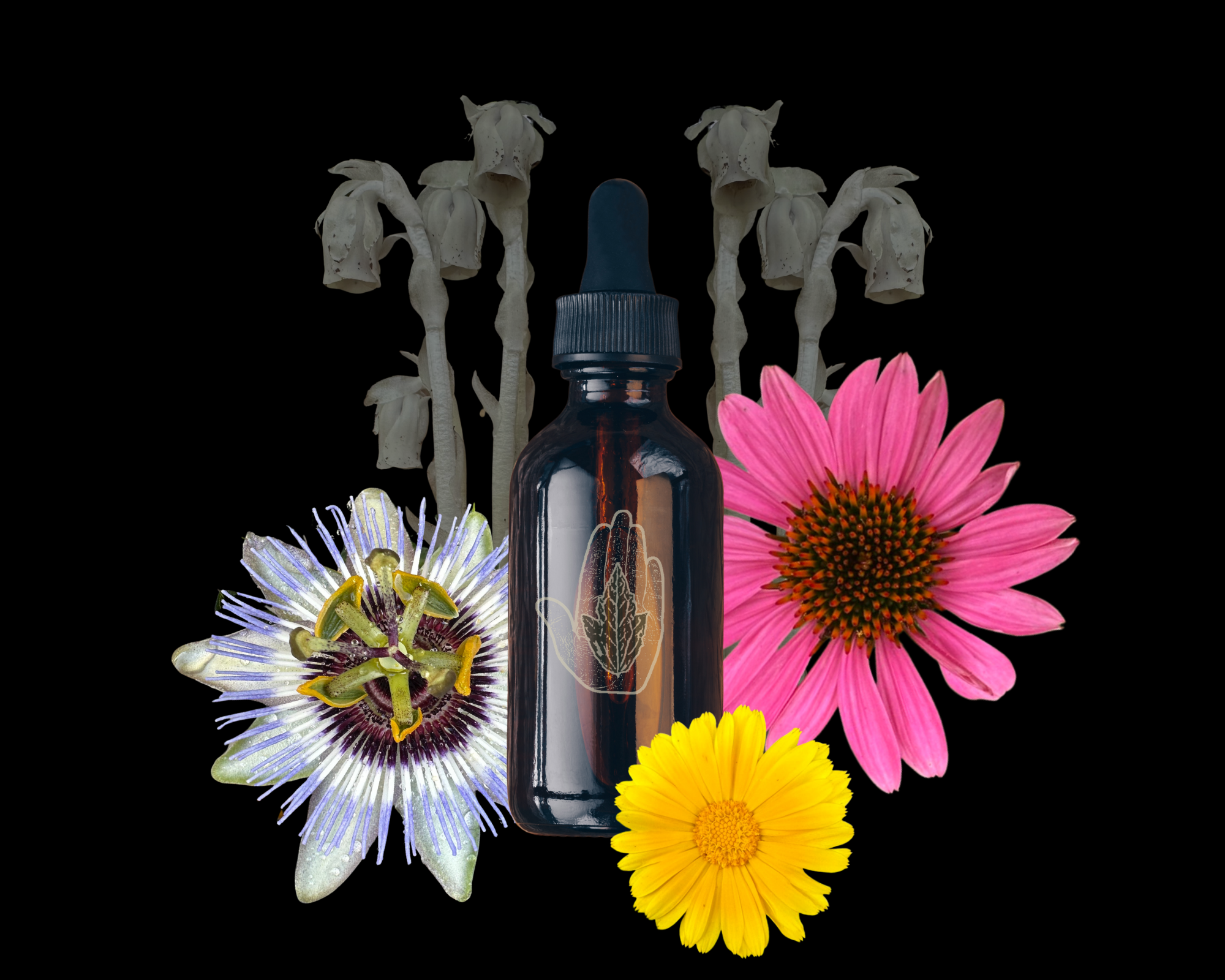 Marc + Menstruum: An Introduction to Plant Extracts + Herbal Medicines