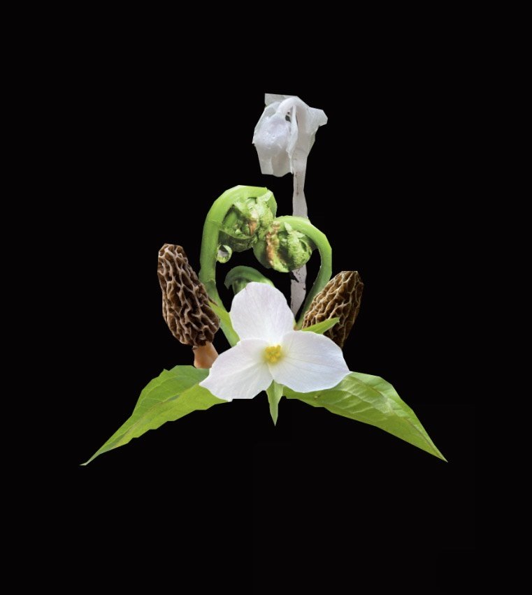  Educational Plant + Fungi Walk (May 3rd)