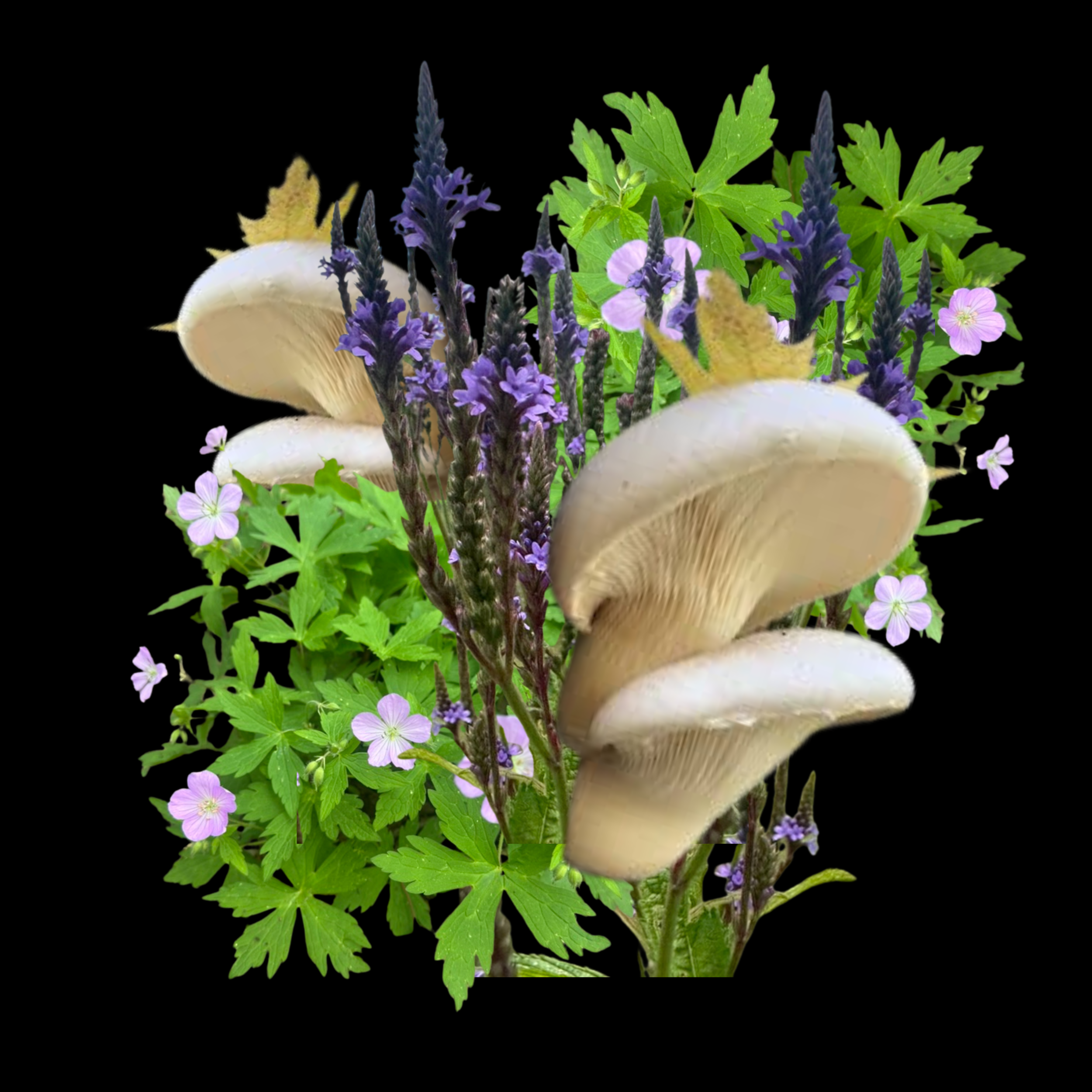 Educational Plant + Fungi Walk (June 7th)