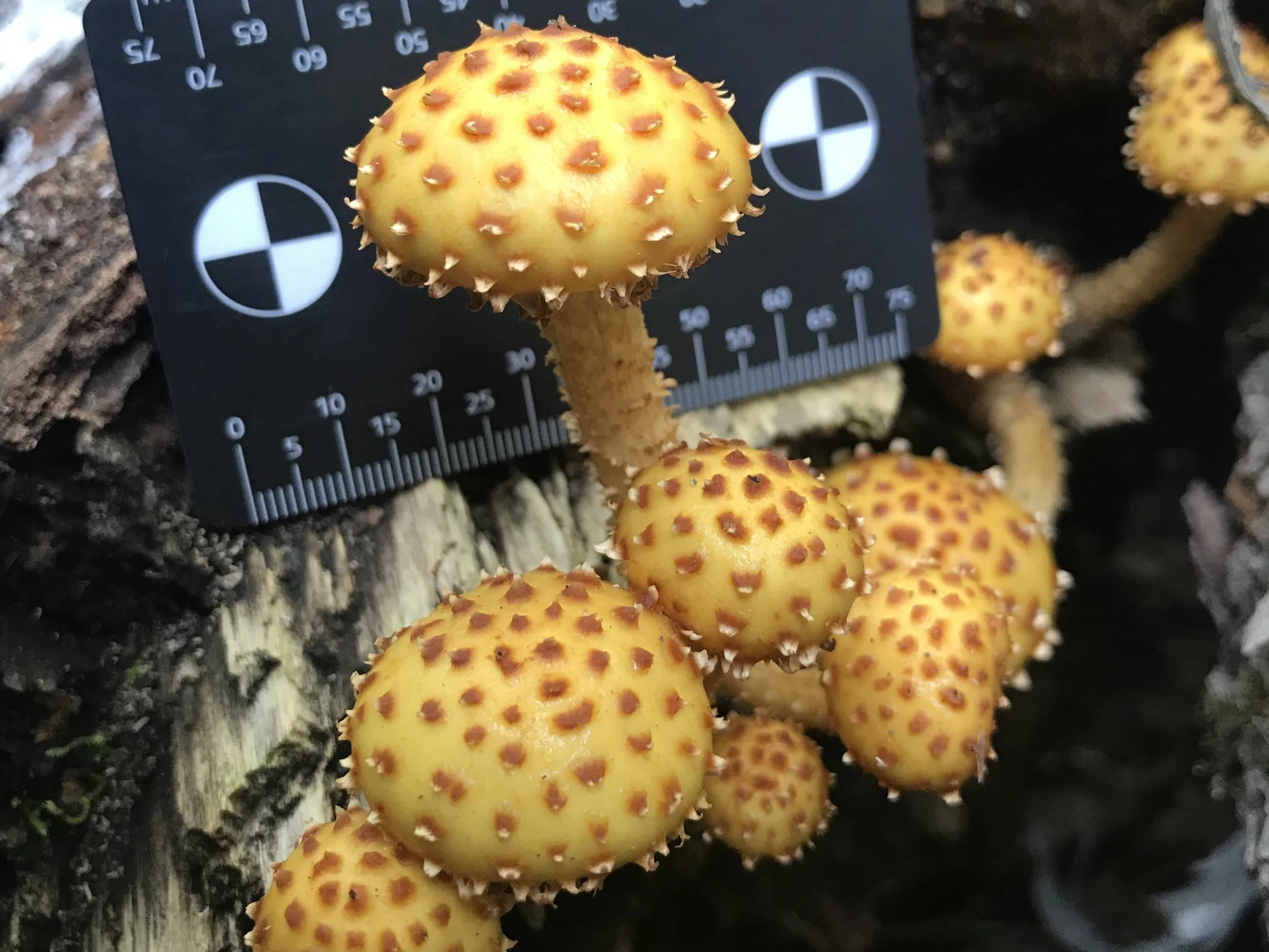 moon school 1-min.JPG