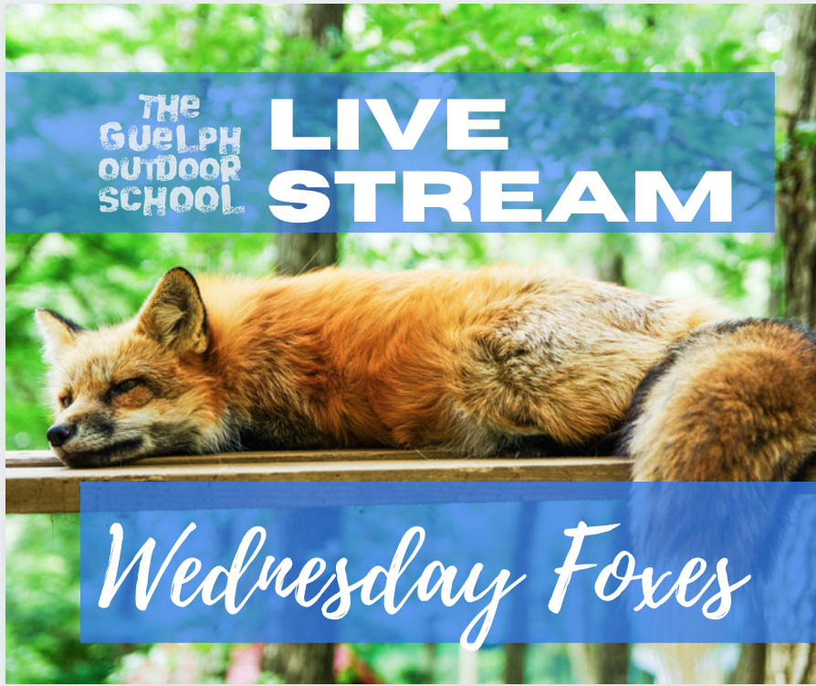 Wednesday Foxes 9 - 10:30am