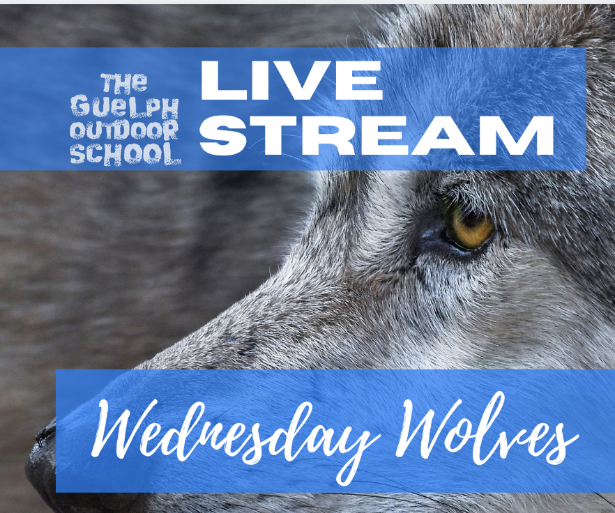 Wednesday Wolves 9 - 10:30am