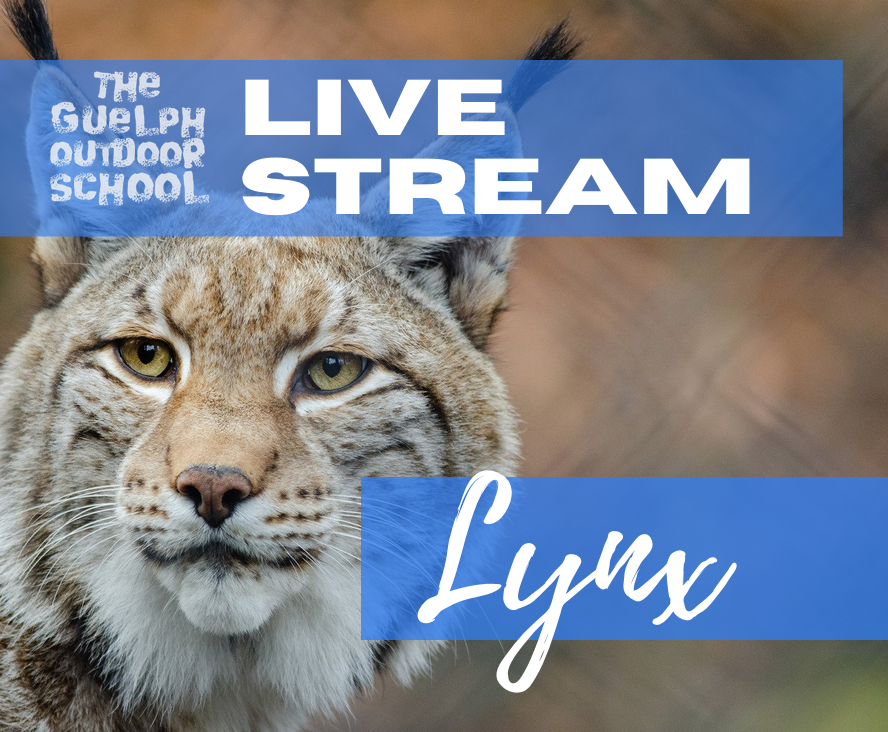 Lynx for Girls on Wednesdays 10:30am - 12pm