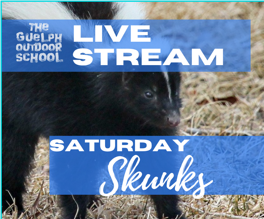 Saturday Skunks 12 - 1:30pm