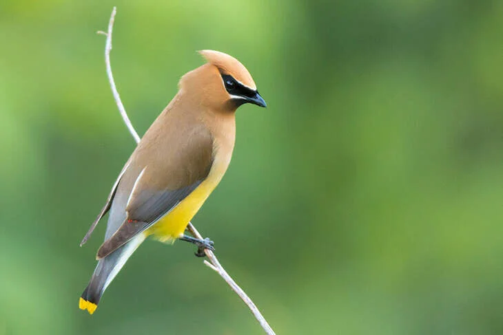 CedarWaxwing-jpg.jpg