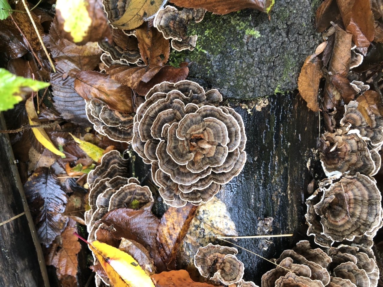 turkey tail log.jpeg