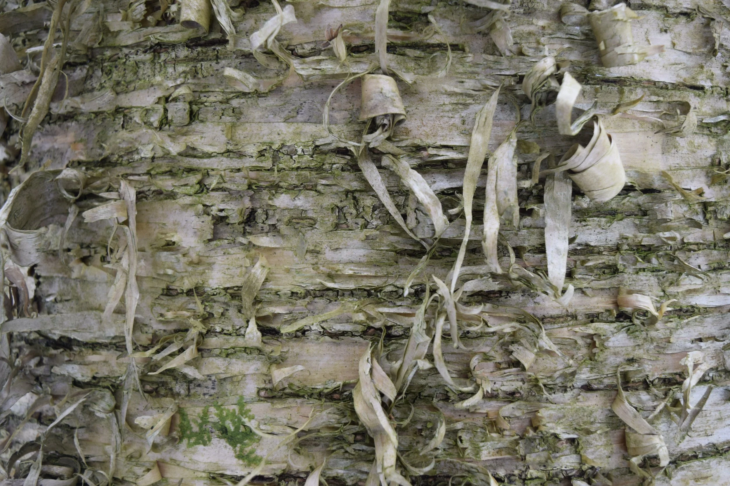 birchbark.jpg