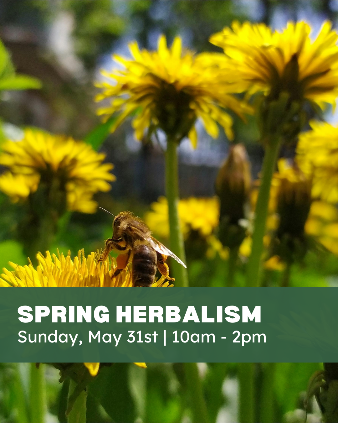 Spring Herbalism