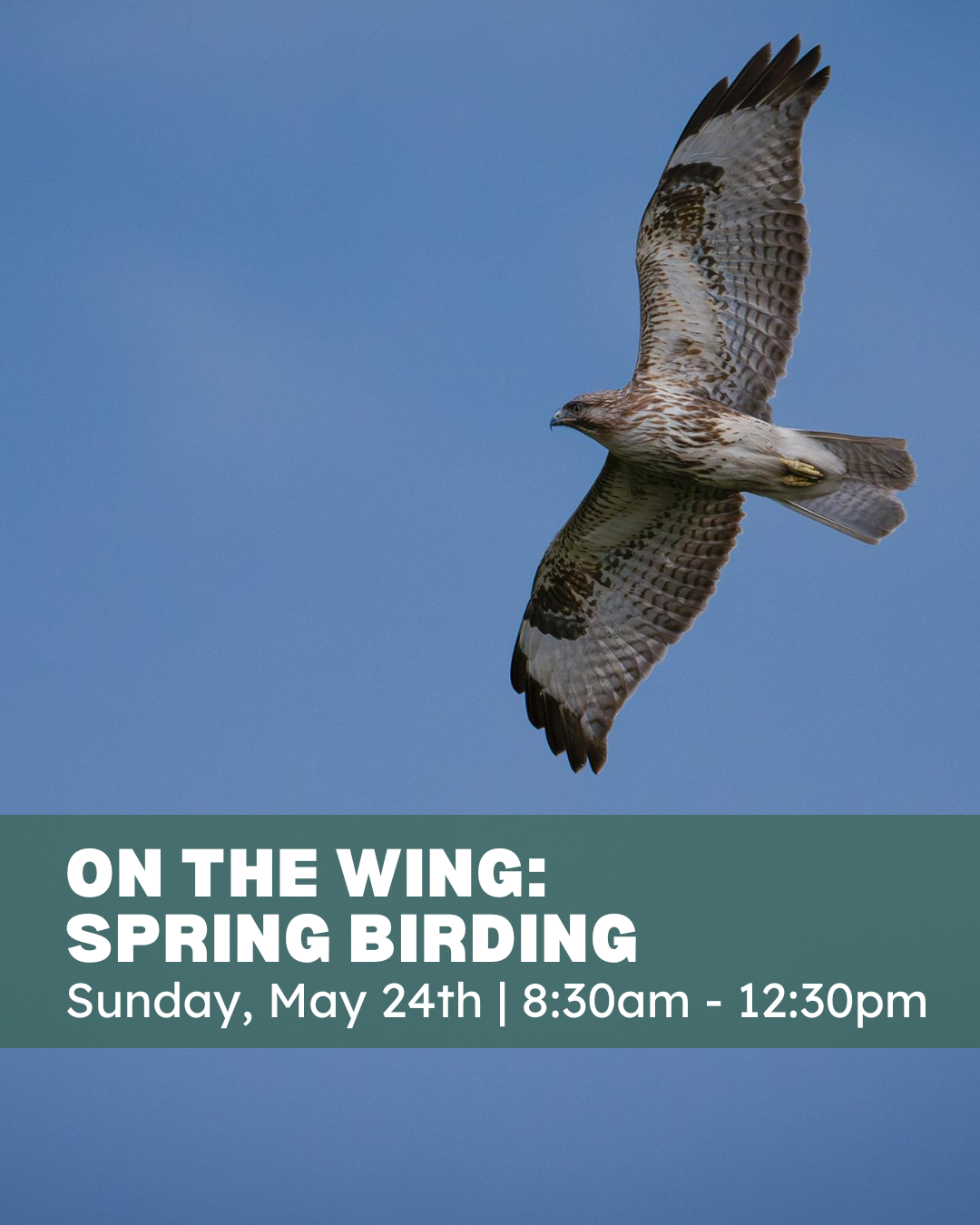 ON THE WING - Spring Birding