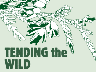 Tending The Wild