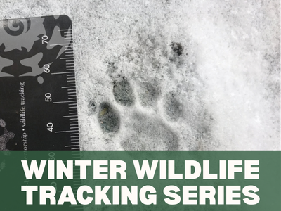 Winter Wildlife Tracking Series