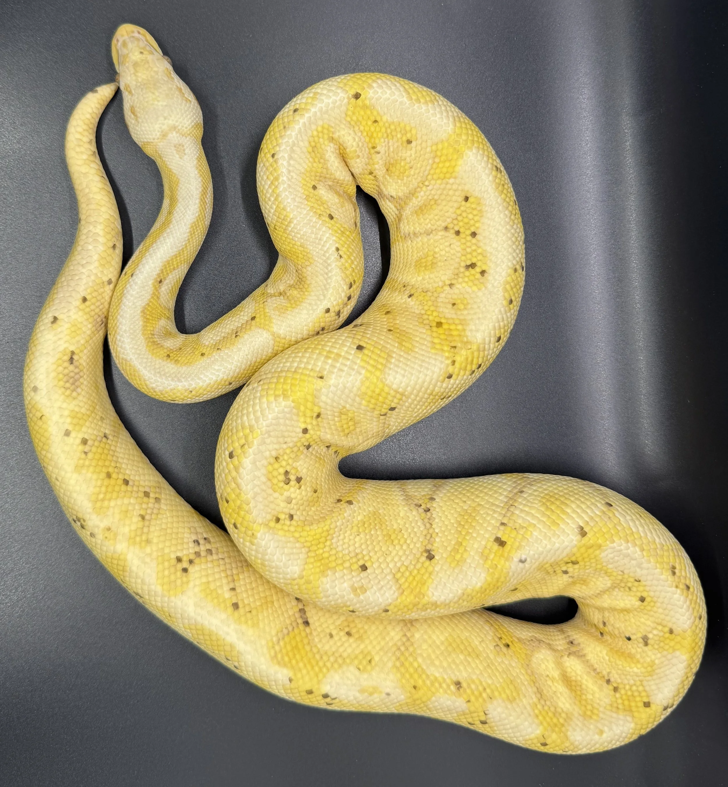 (M) Pastel Banana Spotnose het clown