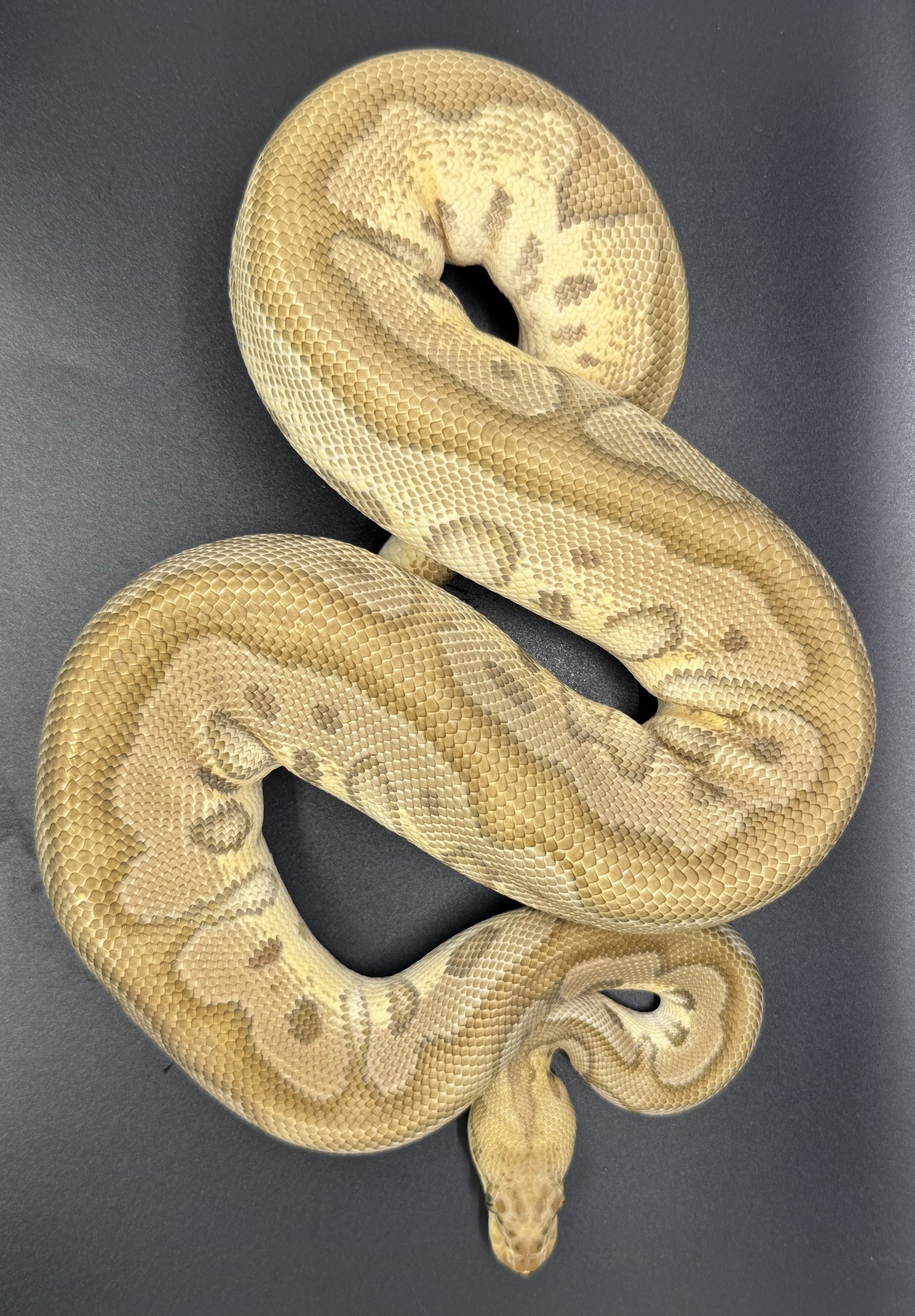 (M) Pastel Mojave Leopard Clown