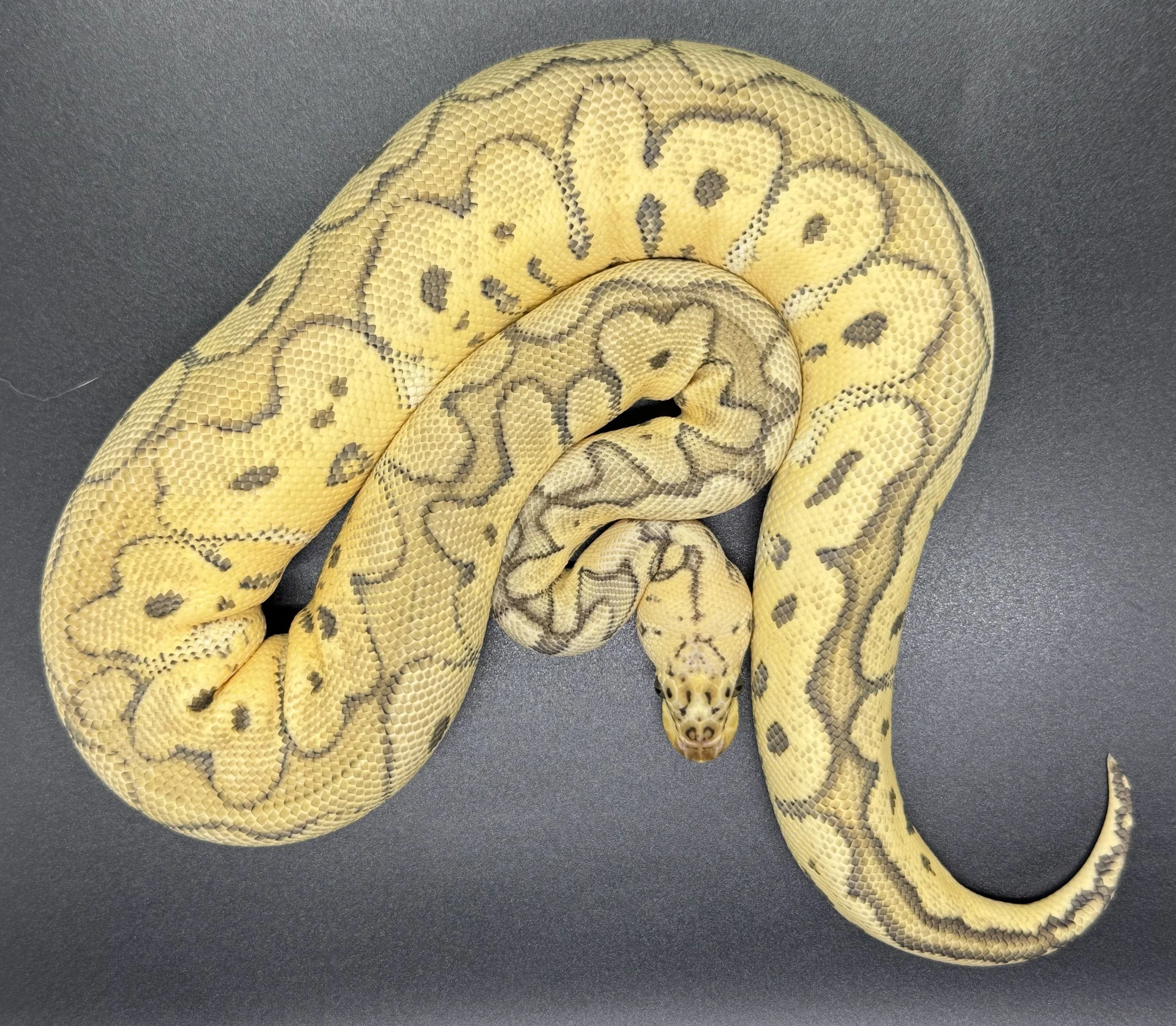 (F) Super pastel Red stripe Clown