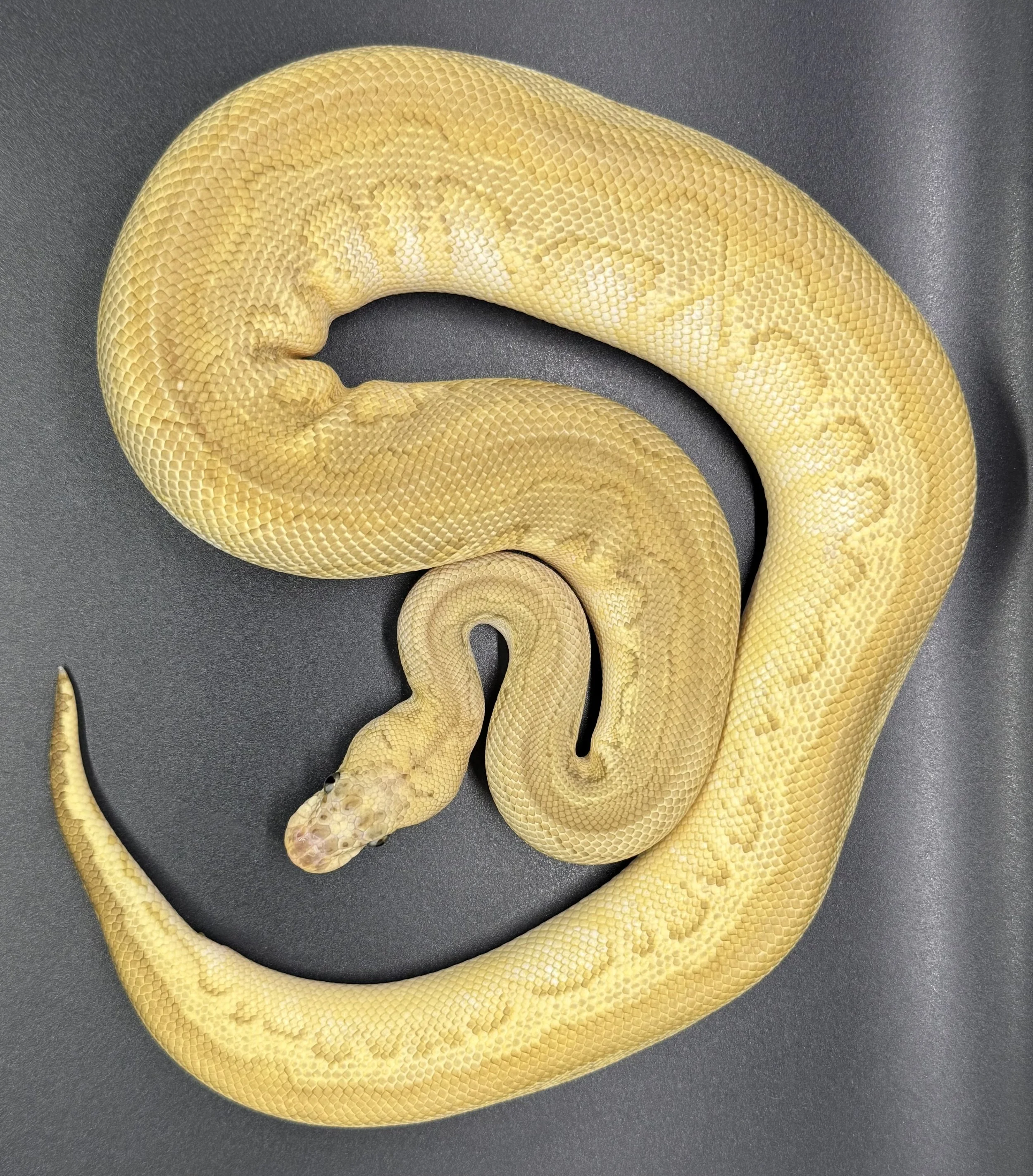 (M) Pastel Butter Sugar Clown