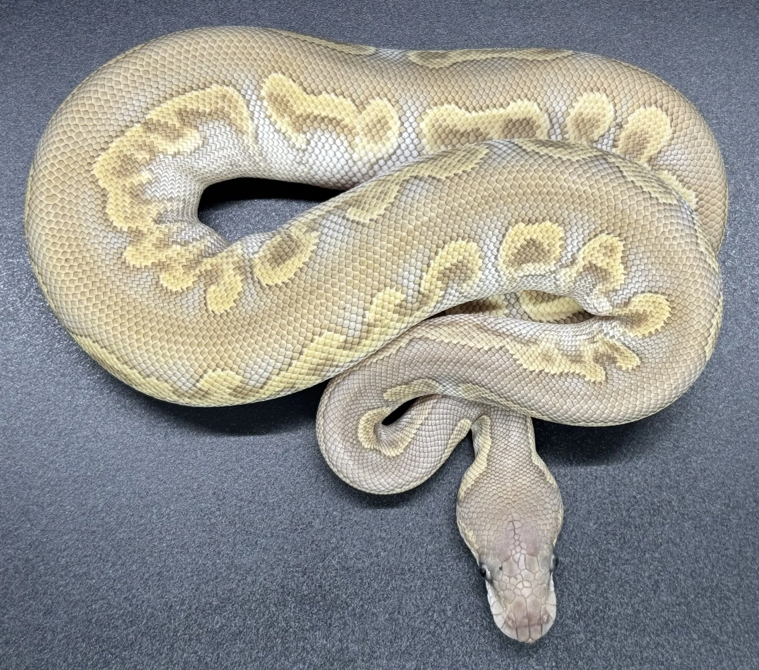 (F) Phantom Cypress Clown